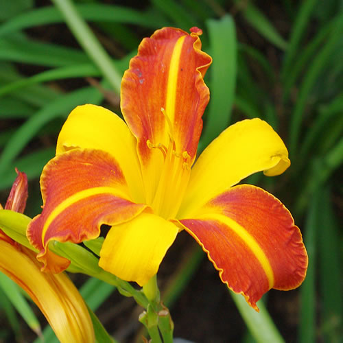 Hemerocallis Frans Hals